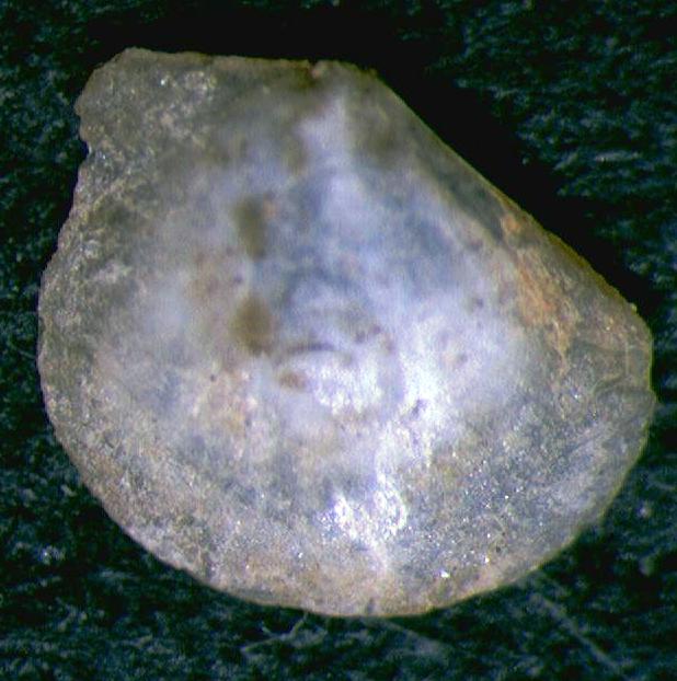 giovanissimo bivalve ????